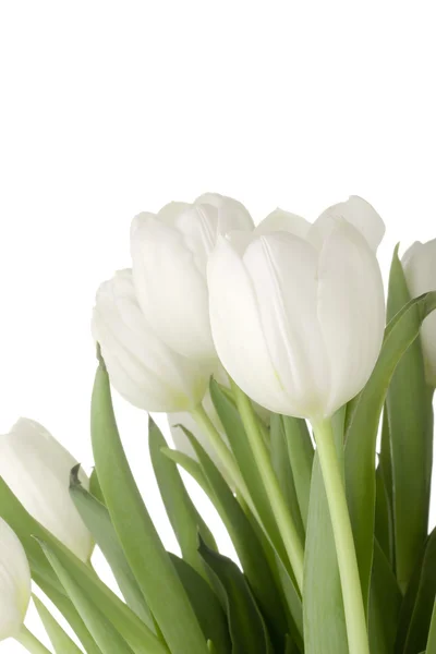 White Tulips — Stock Photo, Image