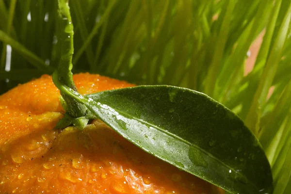 Tangerina laranja — Fotografia de Stock