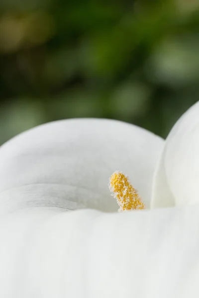 Цветок Калла — стоковое фото