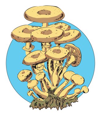 Canım agaric