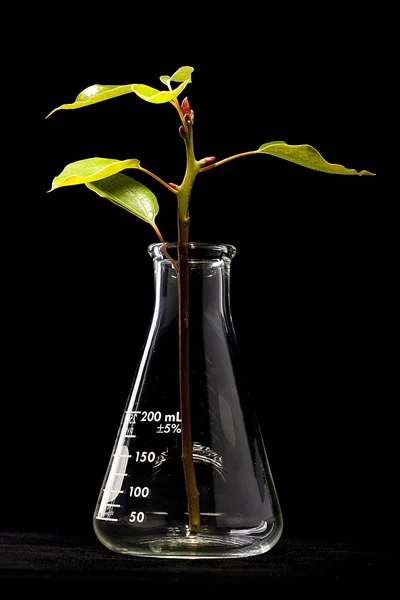 若い植物およびフラスコ — ストック写真