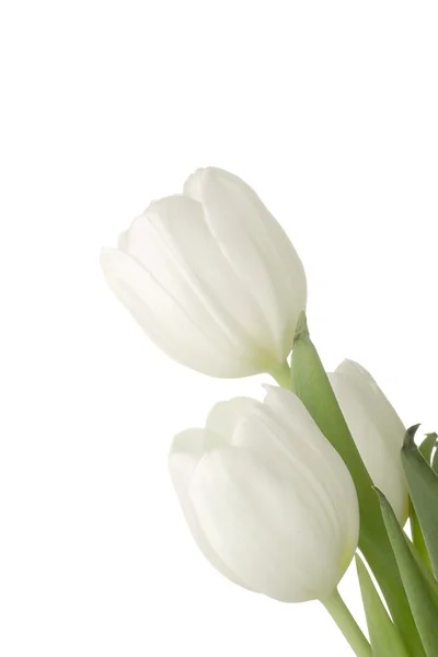 Lalele albe — Fotografie, imagine de stoc