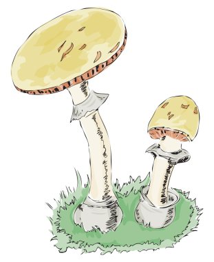 Amanita Phalloides