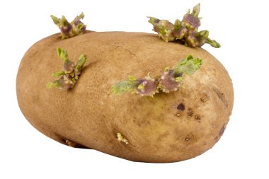 Sprouted Potato clipart