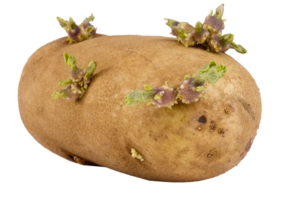 फवारणी केलेले बटाटे — स्टॉक फोटो, इमेज