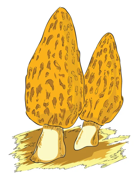 Морель - ядовитый гриб — стоковый вектор