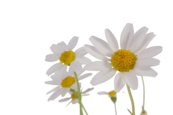 Putih daisy — Stok Foto