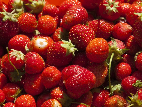 stock image Just the collected strawberry.