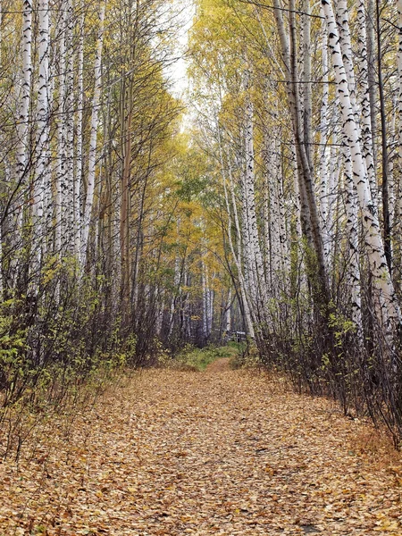 Jesienią drewna. — Zdjęcie stockowe
