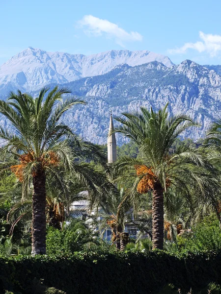 Stock image Landscape. Palm trees, a minaret on a background of mountains. T