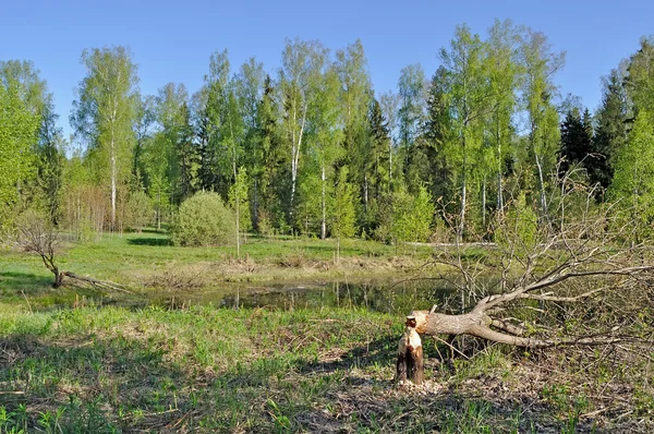 Tree cut down by a beaver — Stok fotoğraf