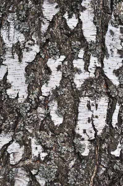 Struttura di corteccia di betulla vecchia — Foto Stock