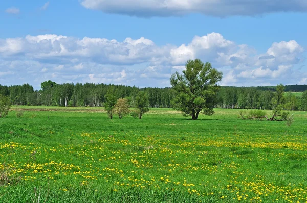 黄色のタンポポと咲く草原 — ストック写真
