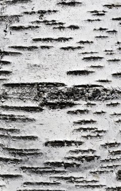 Birch bark texture clipart