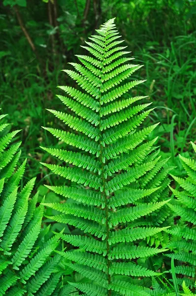 Yeşil eğrelti otu yaprağı — Stok fotoğraf