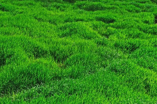 Herbe verte dans la prairie — Photo