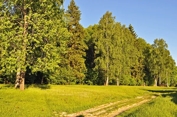 Forest edge and dirt road at sunset — Stock Photo, Image