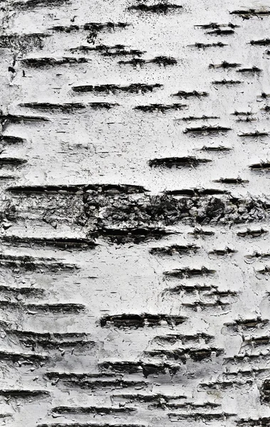 Textura da casca de bétula — Fotografia de Stock