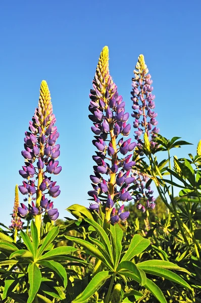Blooming lupines — Stock Photo, Image
