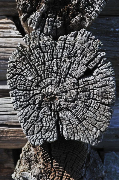 Старая текстура бревна — стоковое фото