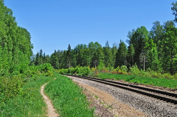 Железнодорожный путь в лесу — стоковое фото