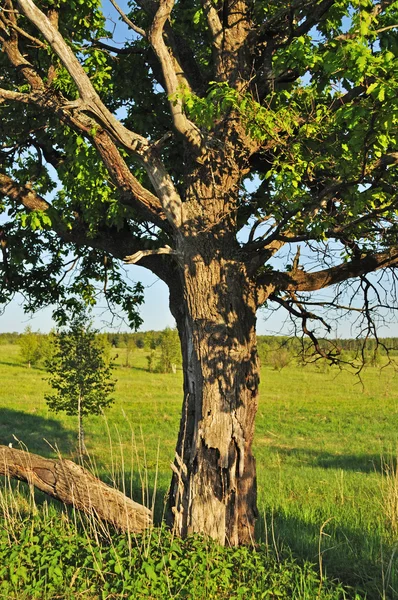 Старый дуб — стоковое фото