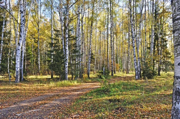 Floresta de bétula no outono — Fotografia de Stock