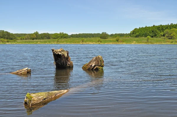 Starý pahýly v jezeře — Stock fotografie
