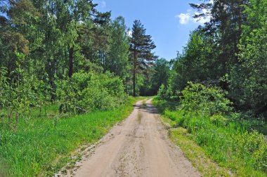 Country road in forest clipart
