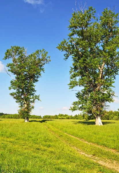 Country summer landscape with meadow and old big trees — Stock fotografie