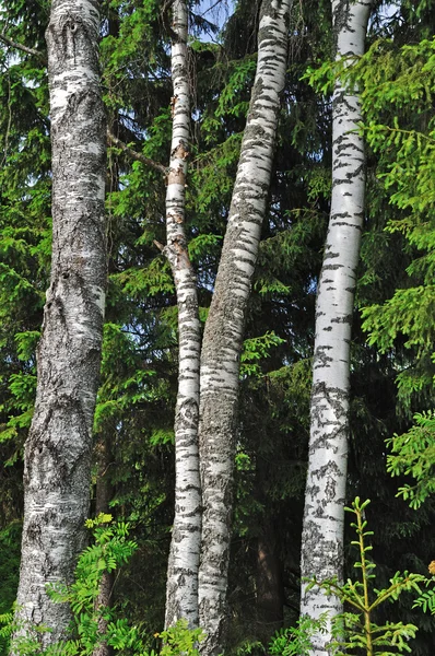 Stammen van berkenbomen in bos — Stockfoto