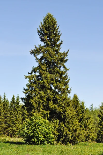 Solitary fir tree in forest Royalty Free Stock Photos