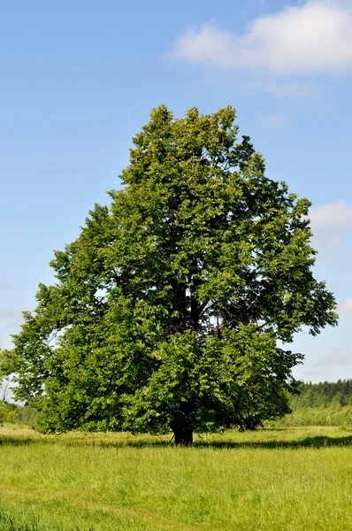 Solitary linden tree on the meadow — Stock Photo, Image