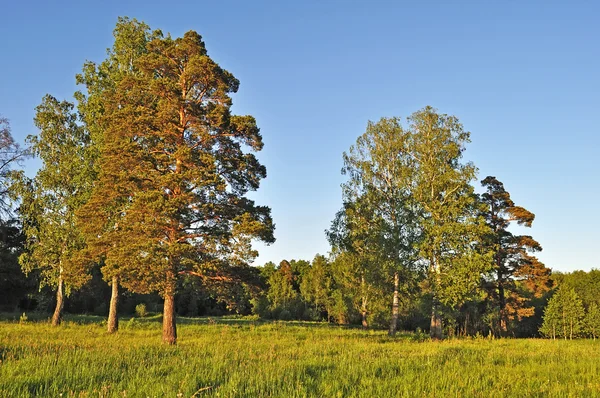 Лісова кромка влітку на заході сонця — стокове фото