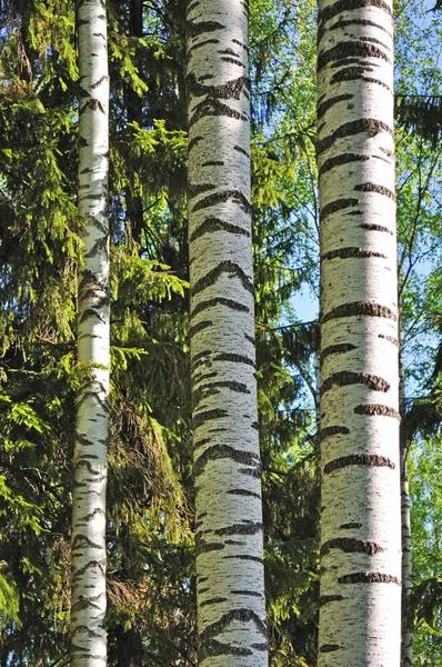Stammen van berkenbomen in voorjaar bos — Stockfoto