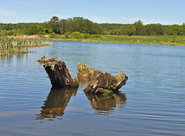 Толстые пни в озере — стоковое фото