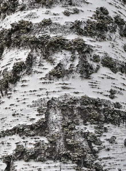 Textura da casca de bétula — Fotografia de Stock