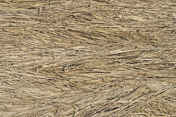 Sucha trawa tło — Zdjęcie stockowe