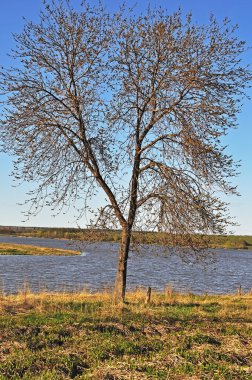 Tree at riverbank clipart