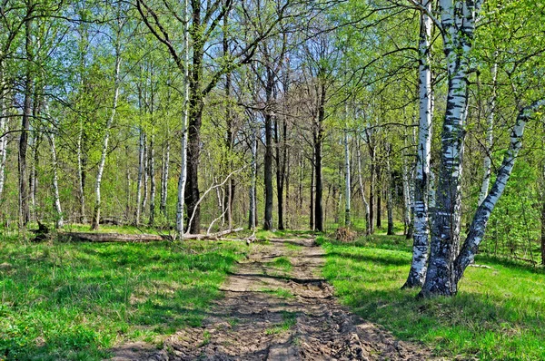 País estrada de terra na floresta — Fotografia de Stock