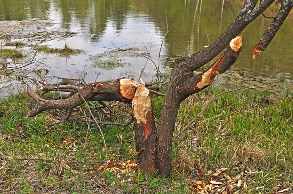Tronco de árvore cortado por um castor — Fotografia de Stock