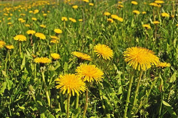 Dandelions amarelos em um prado — Fotografia de Stock