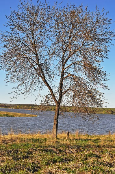 Träd på åstranden — Stockfoto