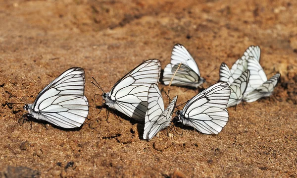 stock image White butterflies on sand