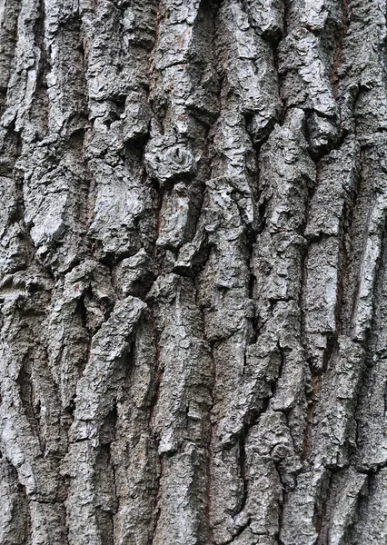 粗糙的橡木树皮背景 — 图库照片