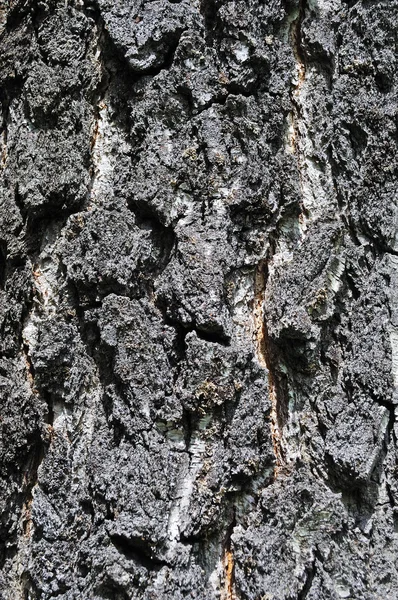 Old birch bark texture — Stock Photo, Image
