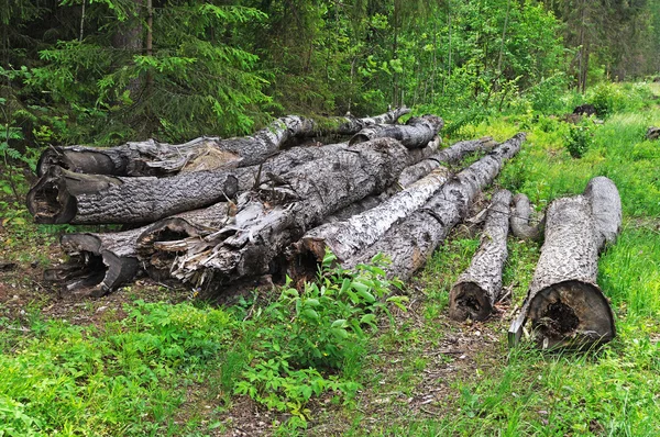 Vieux troncs dans la forêt — Photo