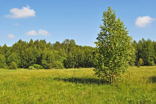 Solig sommar forest glade — Stockfoto