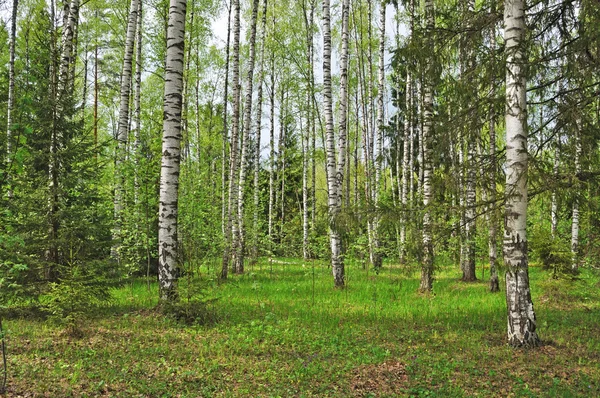 Våren björkskog — Stockfoto