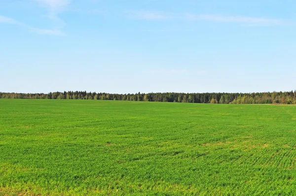 Зеленое поле в весеннее время — стоковое фото
